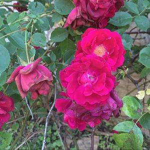 Meet your Posher, Fiona